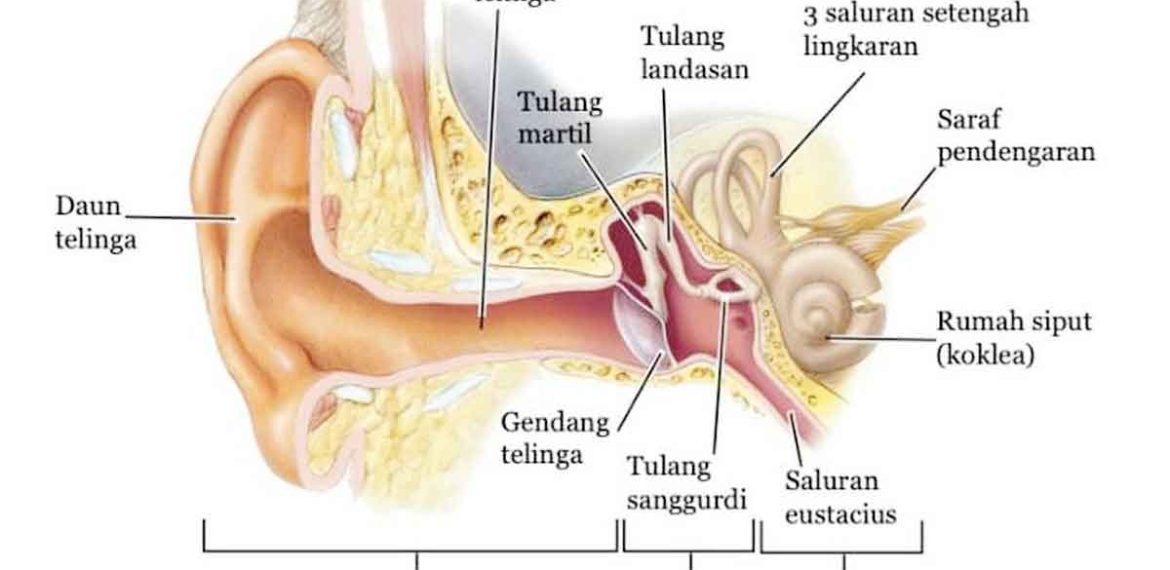 Bagian Telinga Tengah