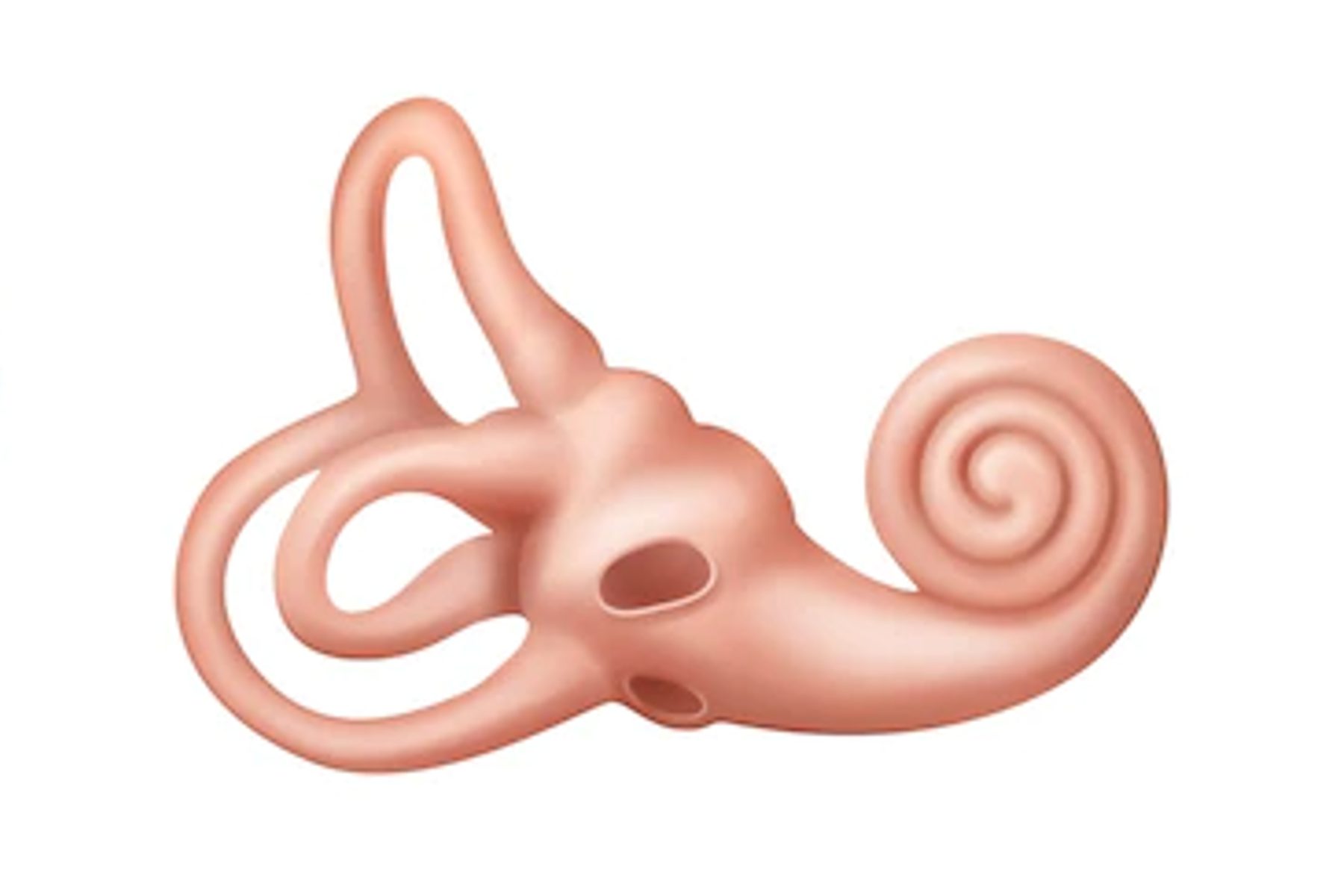 Ilustrasi gangguan pendengaran membuat kerusakan pada koklea di telinga