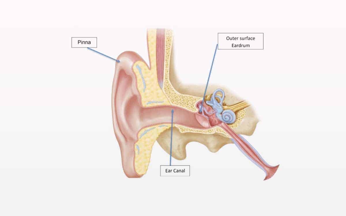 Telinga sebagai Organ Keseimbangan