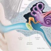 Memahami Struktur dan Fungsi Telinga Bagian Dalam