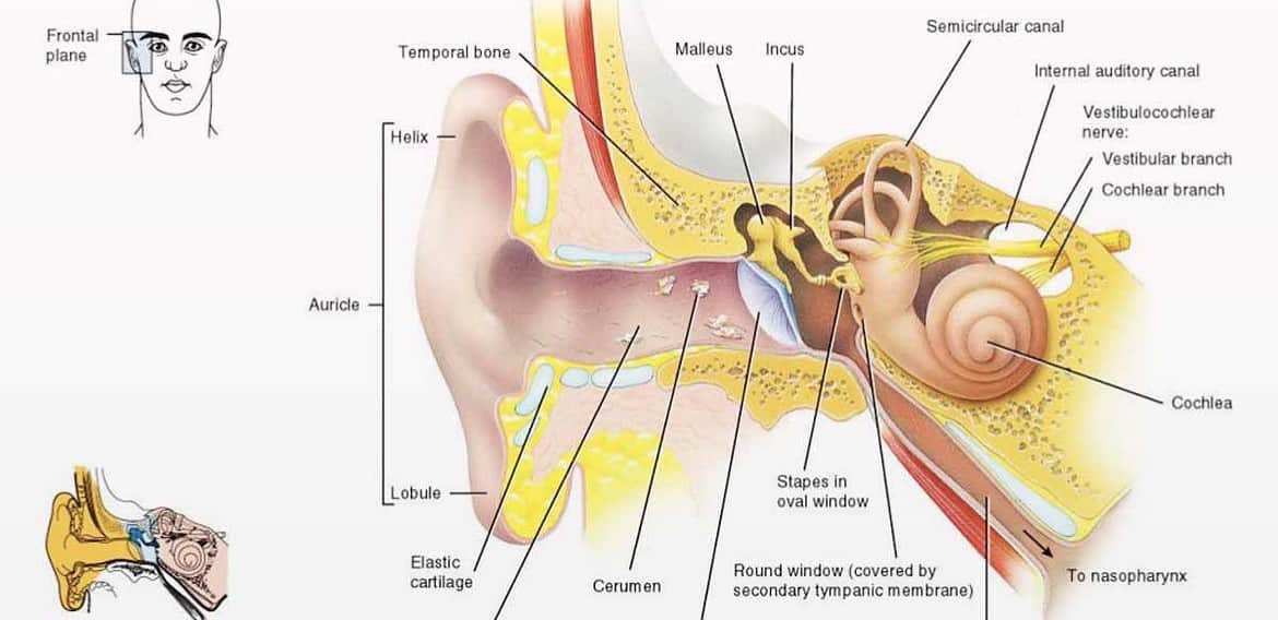 Mempelajari Telinga Tengah dan Fungsinya
