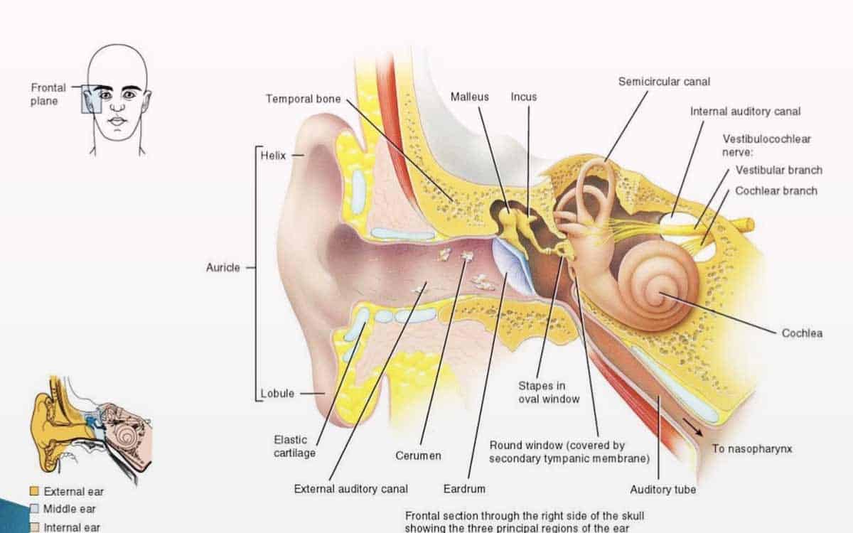 Mempelajari Telinga Tengah dan Fungsinya