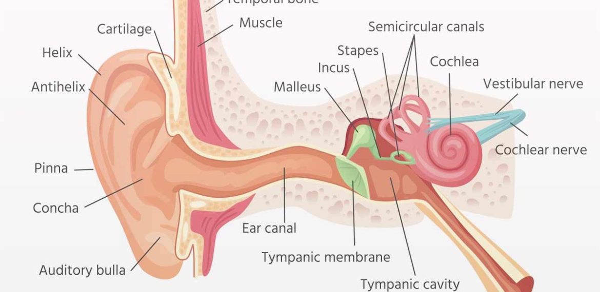 Otosklerosis Jadi Penyebab Gangguan Pendengaran