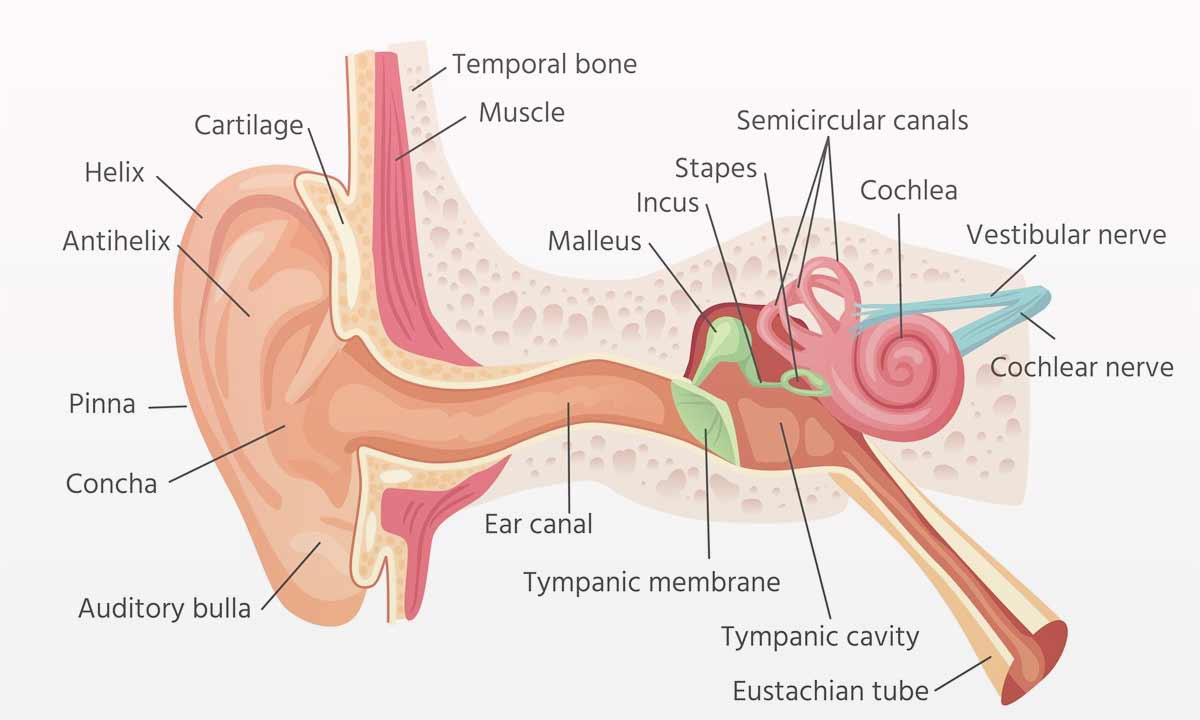 Otosklerosis Jadi Penyebab Gangguan Pendengaran