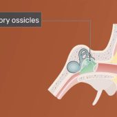 Tulang Pendengaran, Ossicles Tiga Tulang Kecil di Telinga