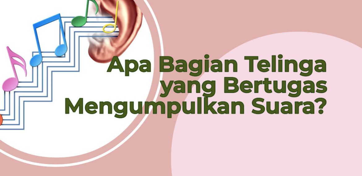 Bagian Telinga yang Bertugas Mengumpulkan Suara