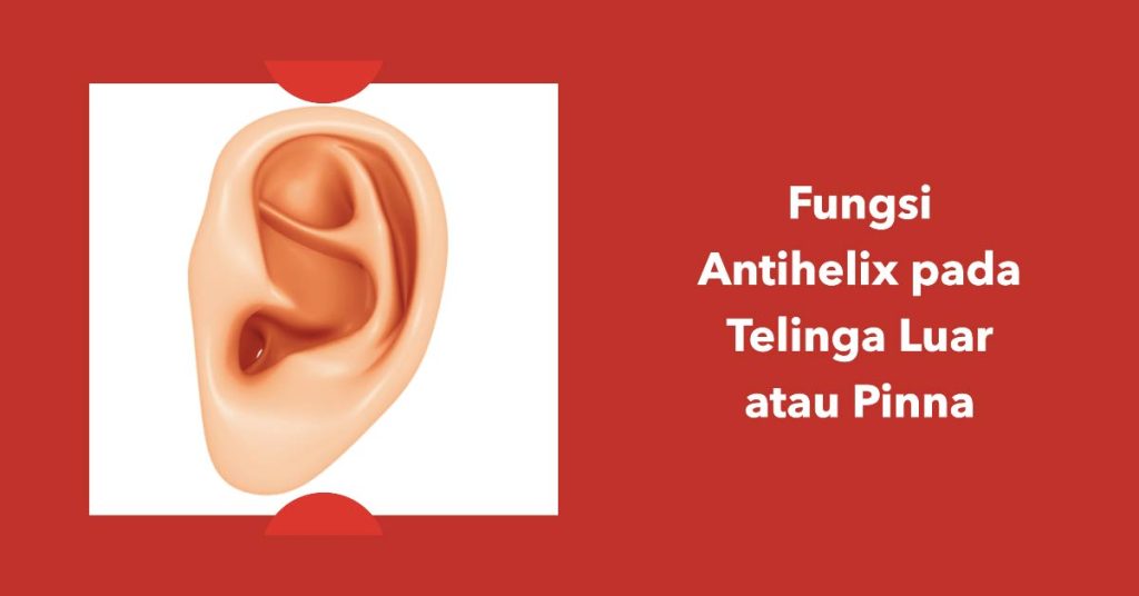 Fungsi Antihelix pada Telinga Luar atau Pinna