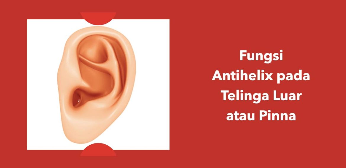 Fungsi Antihelix pada Telinga Luar