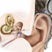 Fungsi Saraf Pendengaran dalam Telinga Manusia