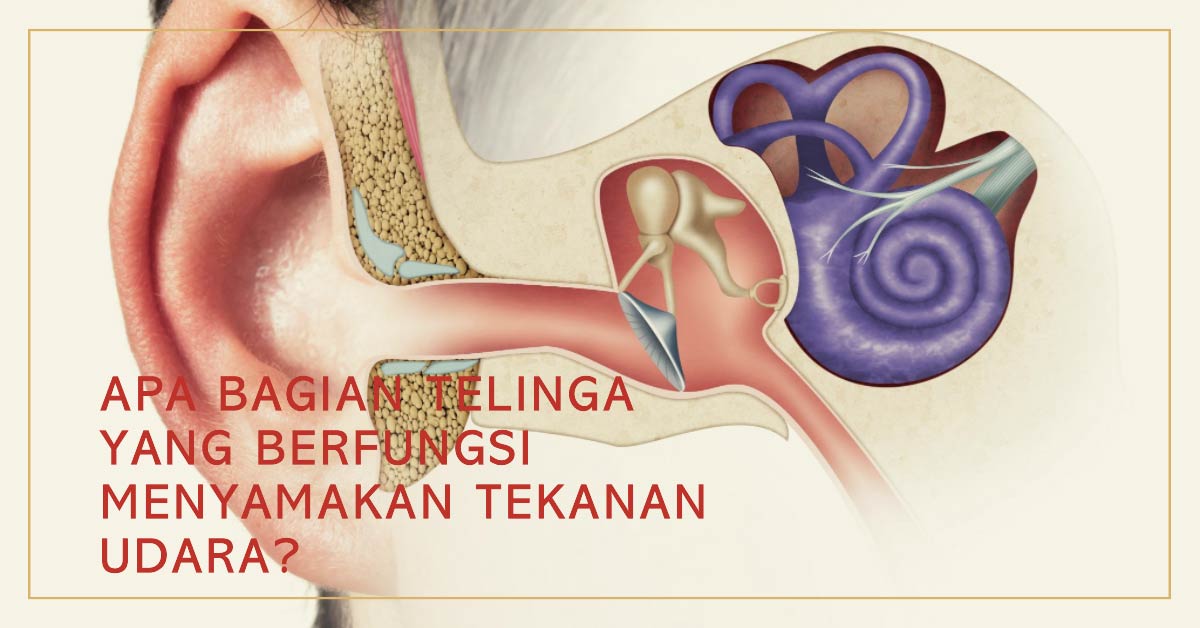 Bagian Telinga yang Berfungsi Menyamakan Tekanan Udara