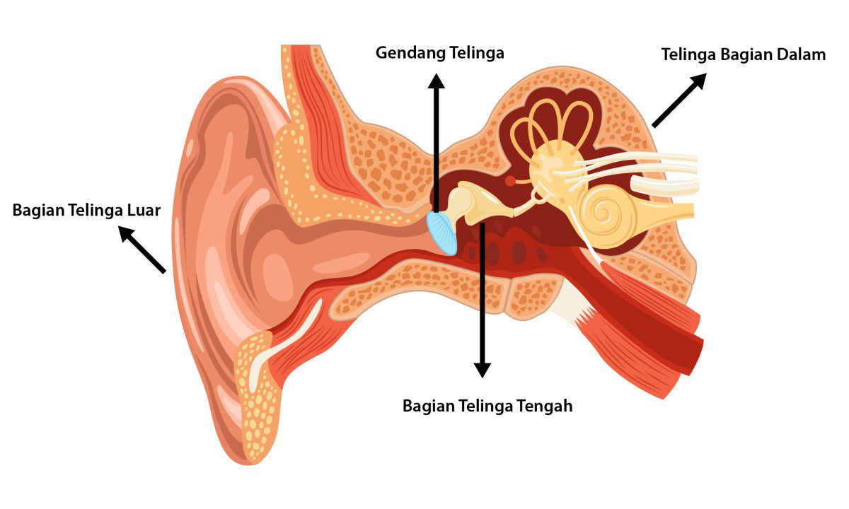 Gambar telinga dan fungsinya
