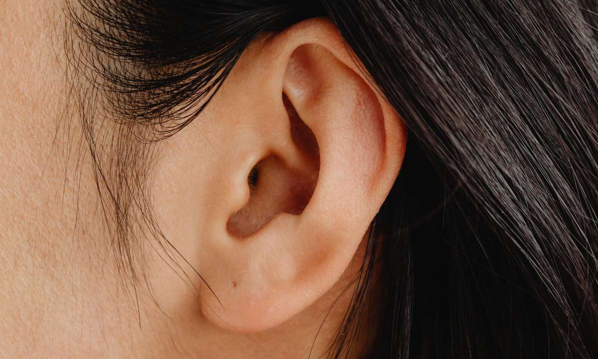 Gambar telinga dan fungsinya